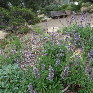 Salvia Dara's Choice, Manzanita Section