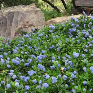 Ceanothus (California Lilac) sp. Manzanita Section