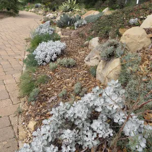 Eriogonum crocatum, upper parking lot bank