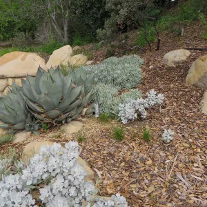 Eriogonum crocatum and Agave sebastiana, upper parking lot bank