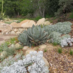 Eriogonum crocatum and Agave sebastiana, upper parking lot bank