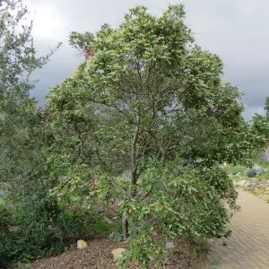 Comarostaphylis diversifolia in east Meadow border