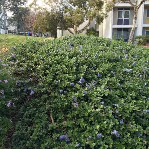 Ceanothus Yankee Point at UCSB