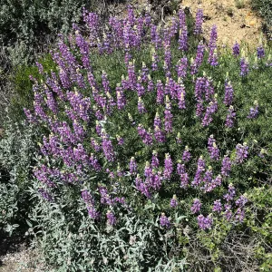 Lupinus albifrons, Figeuroa Mtn
