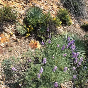 Figeuroa Mtn. Yucca, lupine