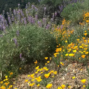 Figeuroa Mtn, California poppy, Lupinus albifrons