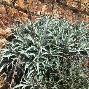 Figeuroa Mtn, Stephanomeria cichoriacea