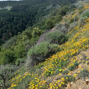 Figeuroa Mtn, poppies and bush lupine