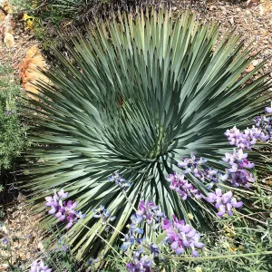 Figeuroa Mtn, Yucca whipplei 