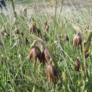 Figeuroa Mtn, Frittilaria biflora, chocolate lily