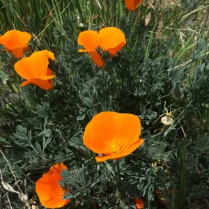 Figeuroa Mtn, California poppy