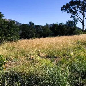 Nassella meadow at the Stepian garden