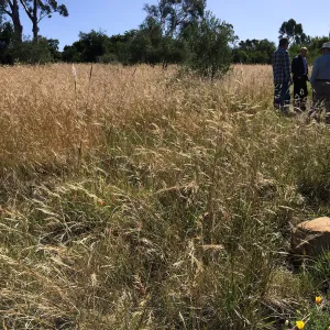 Nassella meadow at the Stepian garden