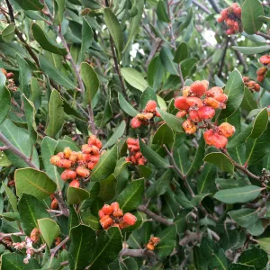 Porter Trail, Rhus integrifolia , Lemonade Berry