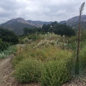 Porter Trail, Encelia californica & Yucca whipplei