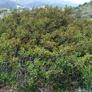 Hay Hill, Rhus integrifolia, Lemonade Berry