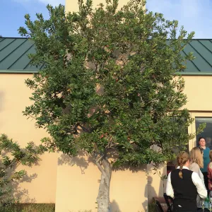 Hay Hill, Heteromeles arbutifolia, Toyon