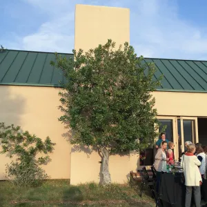 Hay Hill, Heteromeles arbutifolia, Toyon
