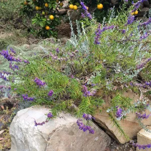 Peter Schuyler garden, Trichostema lanatum