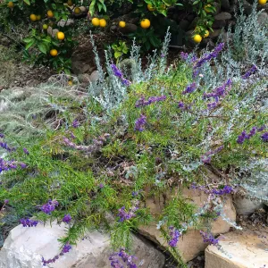 Peter Schuyler garden, Trichostema lanatum