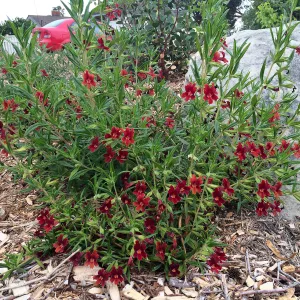 Peter Schuyler garden, Mimulus rutilus