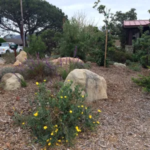Peter Schuyler garden, Dendromecon