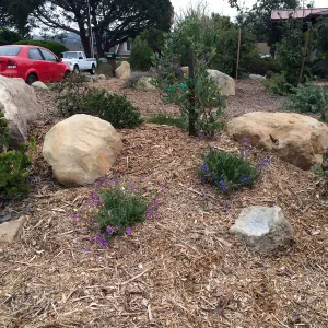 Peter Schuyler garden, Penstemon sp