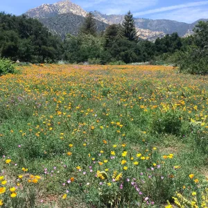 SBBG Meadow with La Cumbre Peak in background. Poppies, Achillea (yarrow)