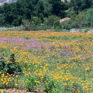 Meadow with Poppies, Clarkia