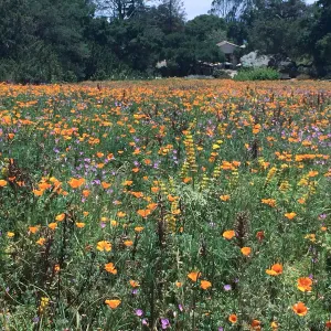 Meadow looking towards Gift Shop, Poppies, Clarkia and Yellow Lupine