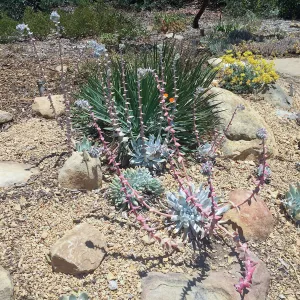 Dudleya display, Dudleya (liveforevers)hybrid 07-400