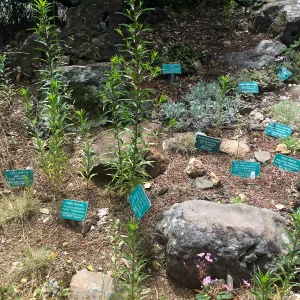 Tilden Regional Parks Botanic Garden