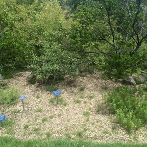 Tilden Regional Parks Botanic Garden