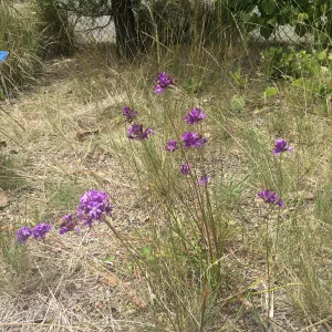 Tilden Regional Parks Botanic Garden