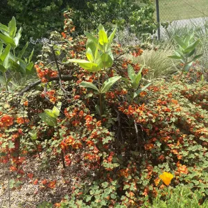 Fremontodendron decumbens, Tilden Regional Parks Botanic Garden