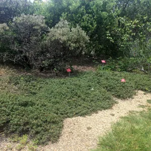Manzanita groundcover, Tilden Regional Parks Botanic Garden