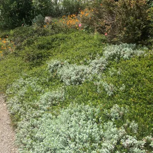 Tilden Regional Parks Botanic Garden