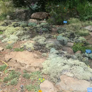 Rock garden, Tilden Regional Parks Botanic Garden