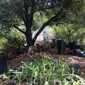 Nursery, Tilden Regional Parks Botanic Garden