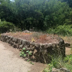 Bulb bed at Tilden Regional Parks Botanic Garden