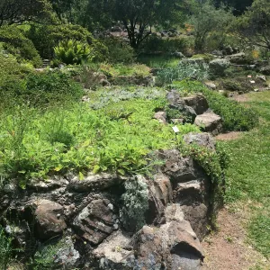 Raised sand bed at Tilden Regional Parks Botanic Garden