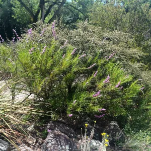 Trichostema lanatum at Tilden Regional Parks Botanic Garden