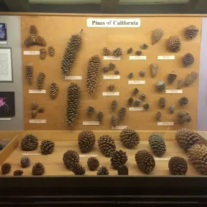 Exhibits at Tilden Regional Parks Botanic Garden