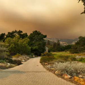 Meadow in smoke-filtered light from Rey Fire