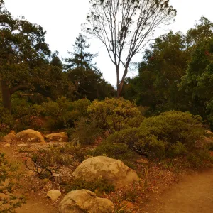 Manzanita Section in smoke-filtered light from Rey Fire