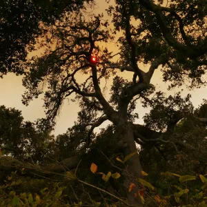 Oak in Manzanita Section in smoke-filtered light from Rey Fire