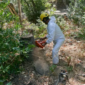 Tree Crew volunteered by Bartlett Tree Experts working in Canyon Section