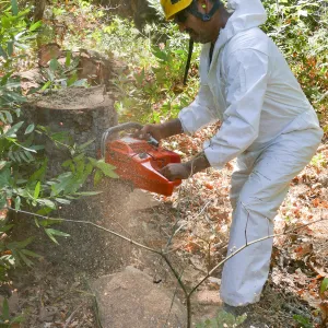 Tree Crew volunteered by Bartlett Tree Experts working in Canyon Section