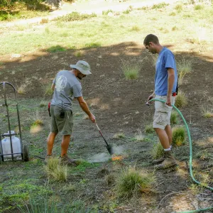 Thermal weed management in the Meadow
