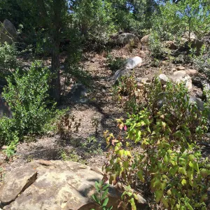 Slope above Dell